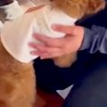 『幼稚園』が大好き…