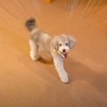 犬と家の中で『かく…