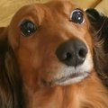 犬の飼い方を「今」…