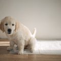 犬が『トイレを失敗…
