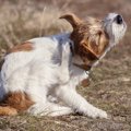 犬が頭を掻いている…