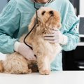犬の尿毒症の症状や…