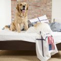 犬が朝になると飼い…