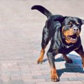 犬が異常に興奮して…