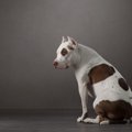 愛犬が『捨てられて…