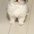 帰宅後、寝ていた犬…