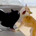 2匹の犬がケンカして…