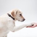 あなたの愛犬も天才…