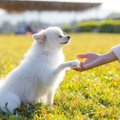 犬が指示なしで『オ…