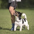 犬の散歩でリーダー…