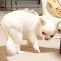 オナラをしてしまっ…