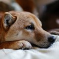 愛犬が『拗ねている…
