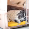 犬と生活する上で欠…