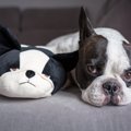 なぜか愛犬のテンシ…