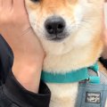 動物病院にきた犬→近…