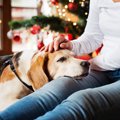 犬のテンションが上…