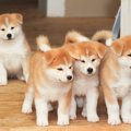 犬種を選ぶ際の基準…