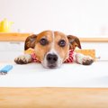 犬がモロヘイヤを食…