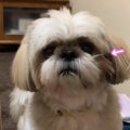 ずっと寝グセが取れ…