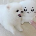 犬の目の前で『ぬい…