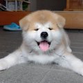 秋田犬パピーさんを…