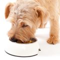 愛犬のご飯、いつか…