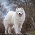 サモエド｜犬種の特…