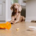 犬が『飲み込んだら…