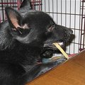 猫にマタタビ、犬に…