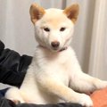 生後50日過ぎの子犬…