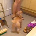 犬が『お父さんの帰…