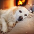 犬が『寒すぎる』と…