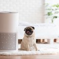 室内犬の臭い対策3選…