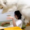 超大型犬が『子犬の…