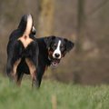 犬が腰を振りながら…
