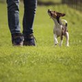 『太りやすい犬』の…