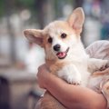 犬に絶対NGな『抱っ…