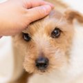 愛犬に触ってはいけ…