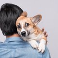 犬が怯えて震えてい…