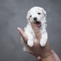 犬のオークションと…