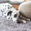 犬が不安に感じる『…