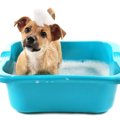 犬のトリミングサロ…