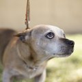 犬がその場から動か…