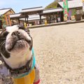「犬は人間並みの記…