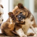 犬が痒がる原因とは…