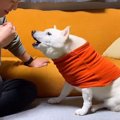 犬に『お父さんと結…