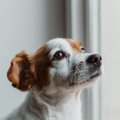 犬が飼い主にガッカ…
