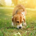 犬は『ニオイ』から…