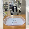動物病院の看板犬に…