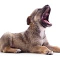犬が『ギャンと鳴く…